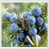 Juniper Oil