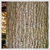 White Oak Bark