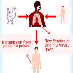 Home Remedies For Bird Flu