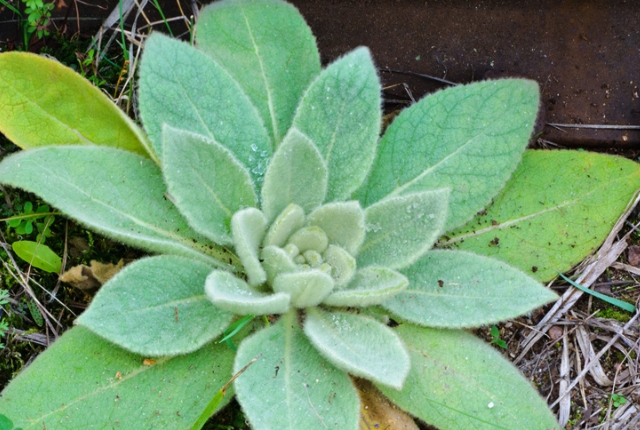 Mullein Leaves